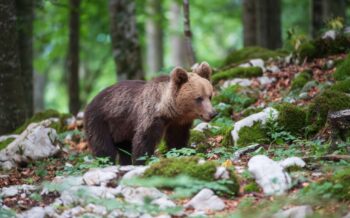 © Jaroslaw Kochnio/Shutterstock.com