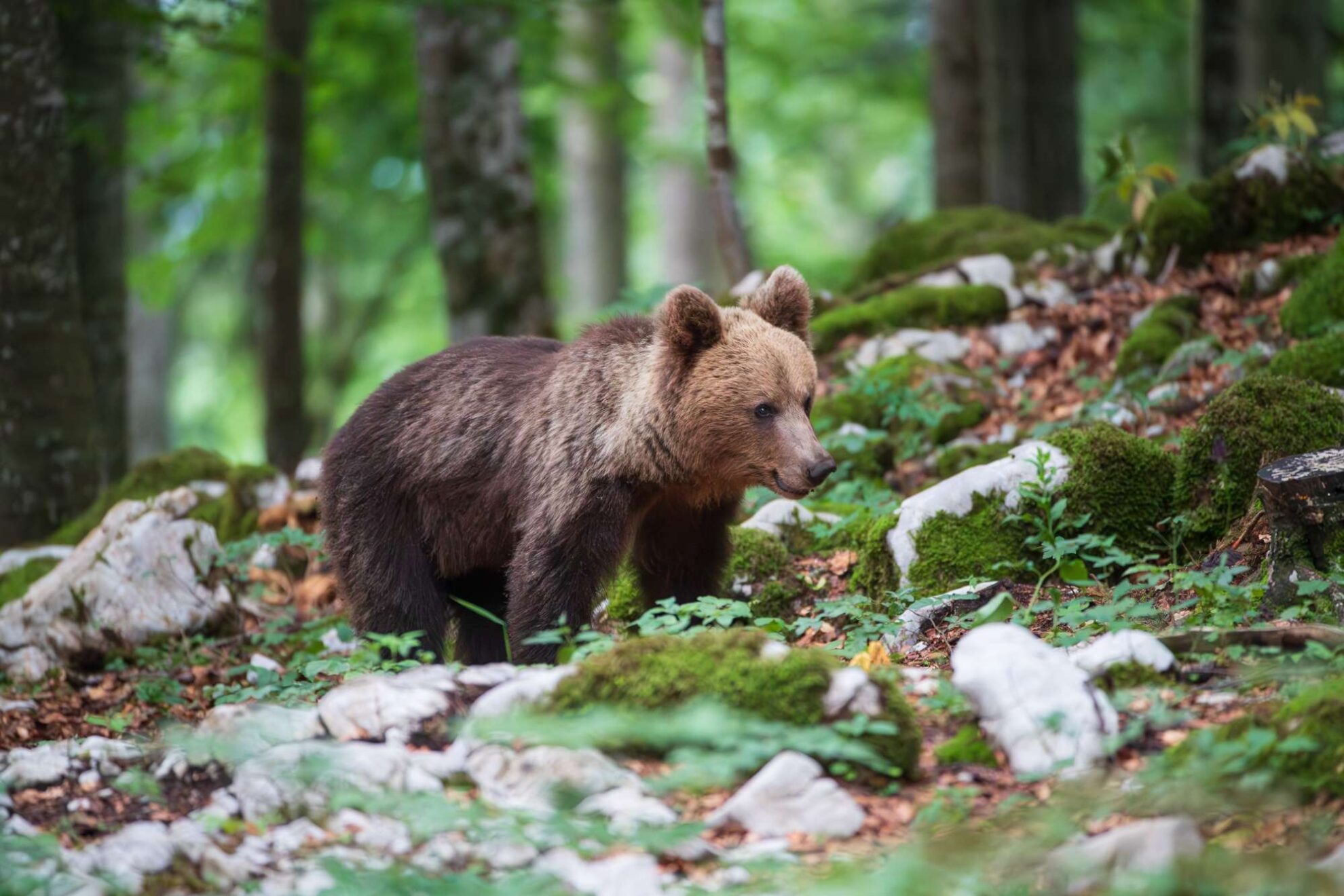 Fotoreisen zu den Braunbären