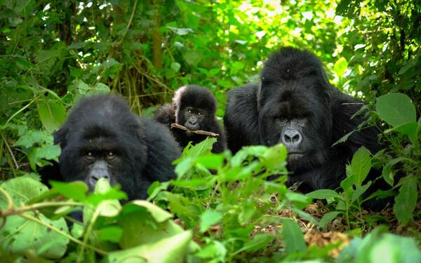 Gorillafamilie