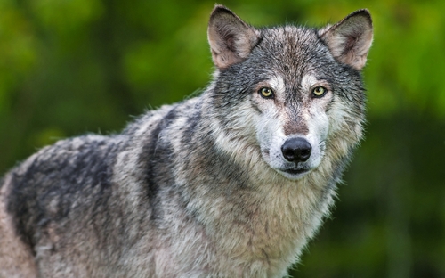 Grauer Wolf (Canis Lupus) sieht Kopf und Körper aus