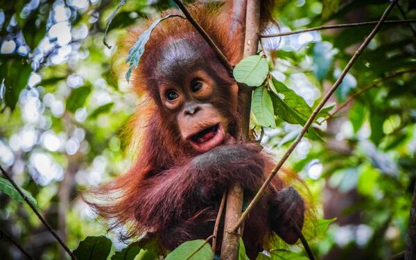 Orang Utans in der Malaysia Bukit Merah Orang Utan Island Foundation