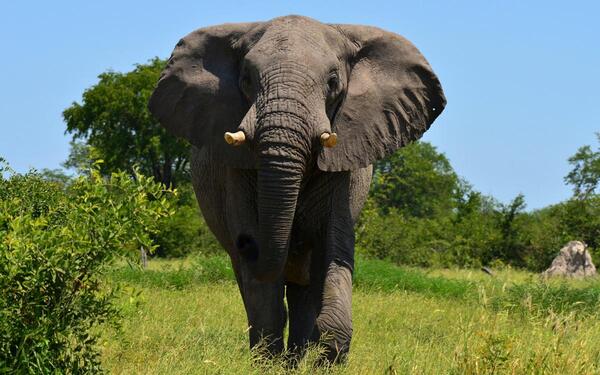 Elefant beim Angriff